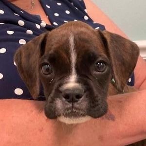 Meet your Posher, Doug